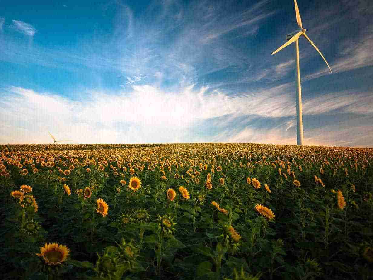 sunflowers windmill field stockpack pixabay scaled